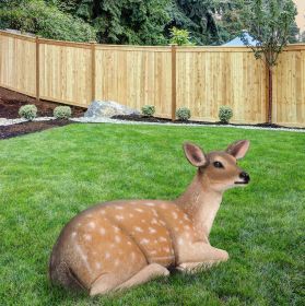 Fallow Deer Fawn Lying Down