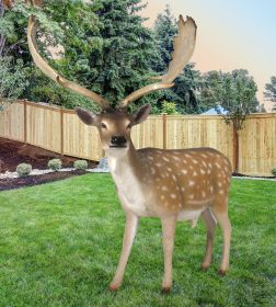 Fallow Deer Buck