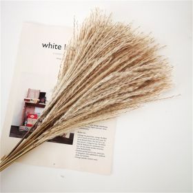 Dried Flowers Pampas Grass Mixed Bunny Rabbit Tail Lagurus Bouquet Wedding Christmas Decoration Natural Reed Flower Home Decora (Color: reeds pampa)